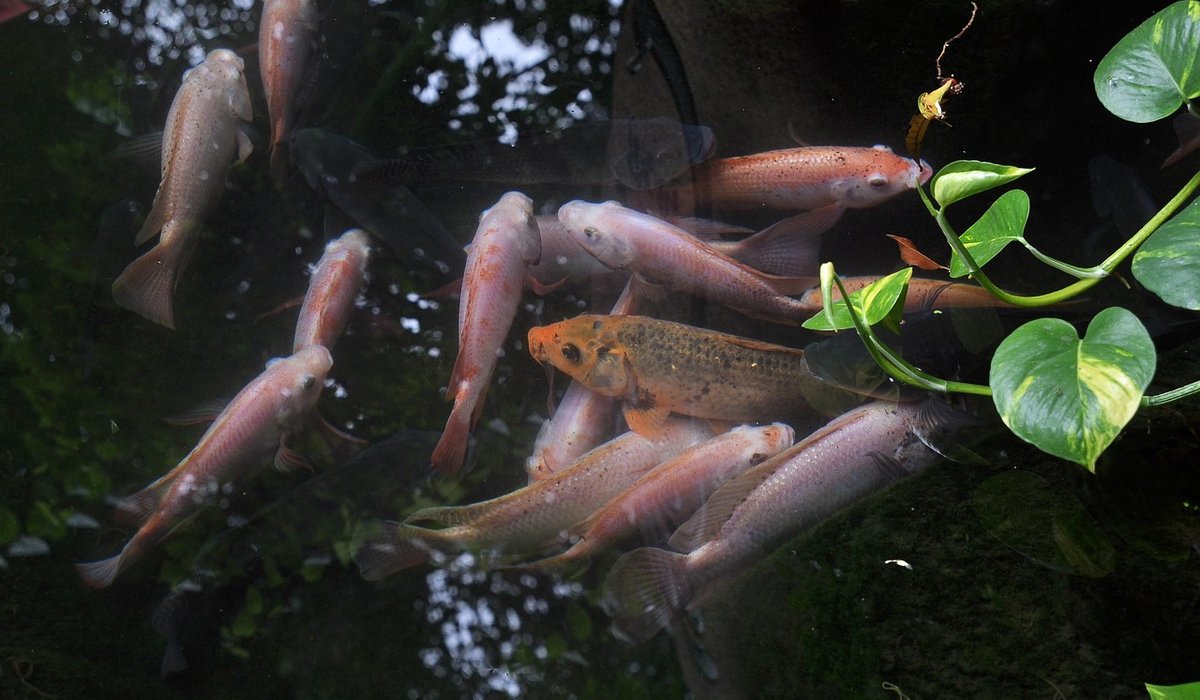 Attracting Dragonflies and Damselflies to Your Pond