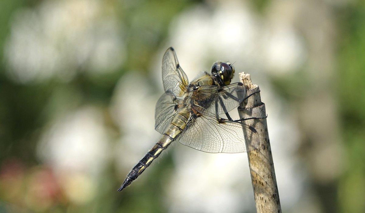 Autumn Leaves and Keeping Your Pond Clean
