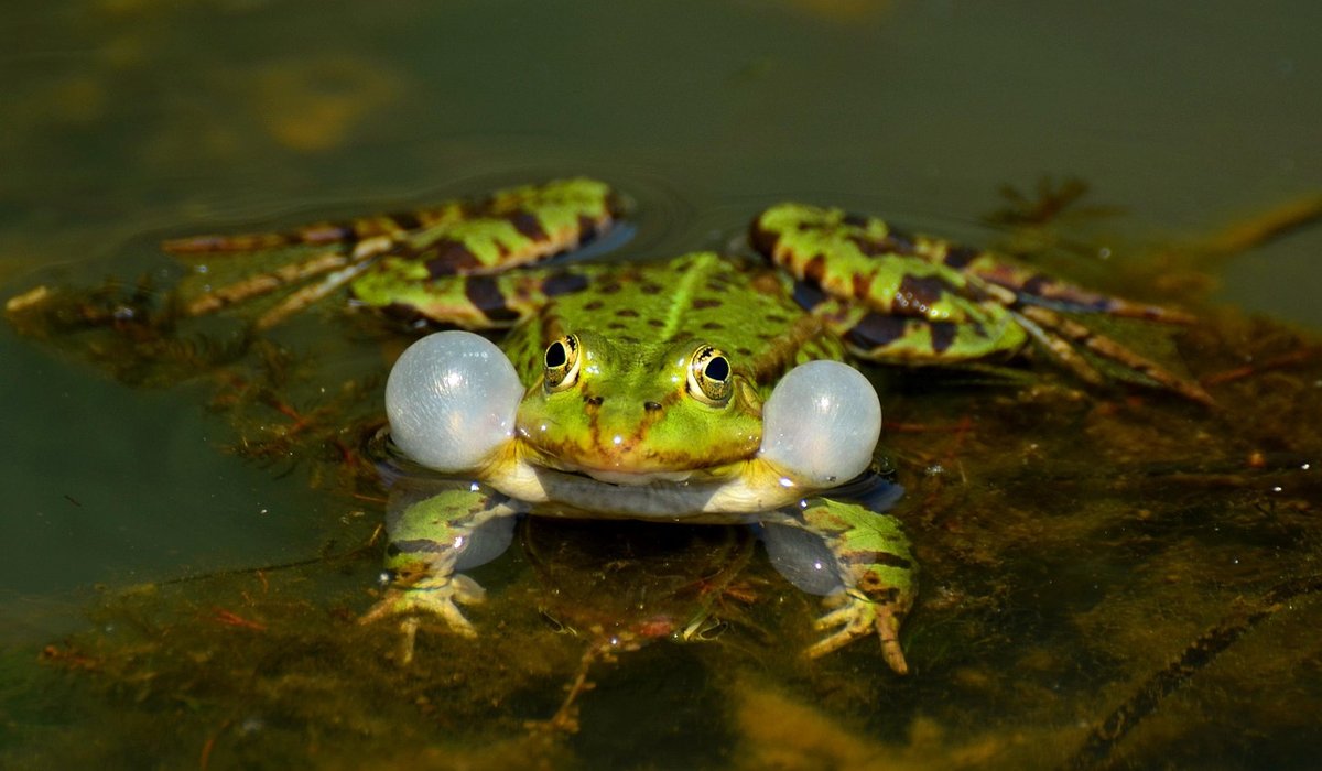 Best Marginal Plants for a Sunny Garden Pond
