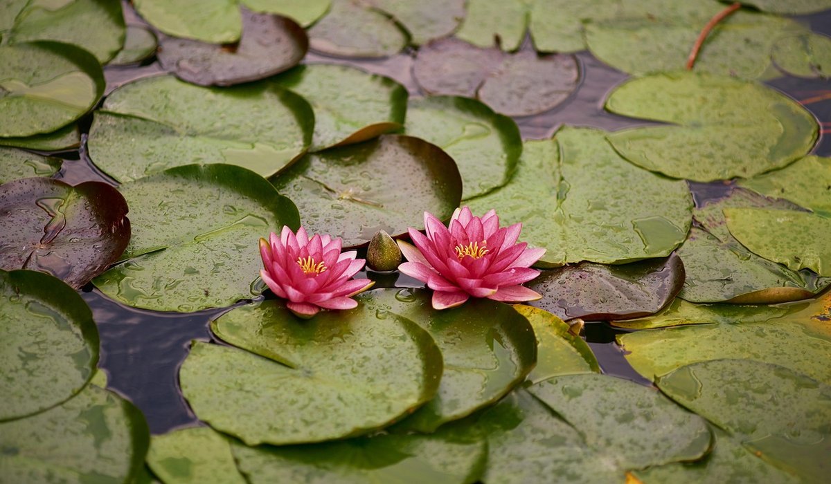 Building a Simple Bog Garden for Damp Areas