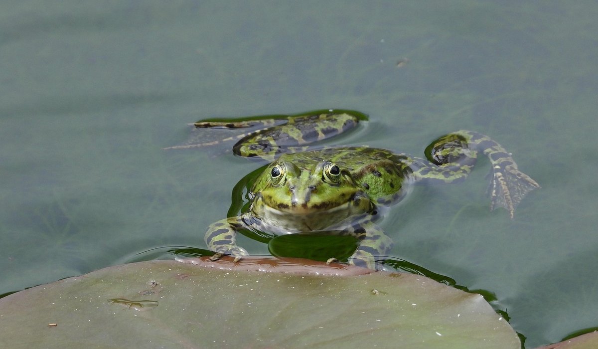 Choosing Native Pond Plants for British Wildlife Ponds