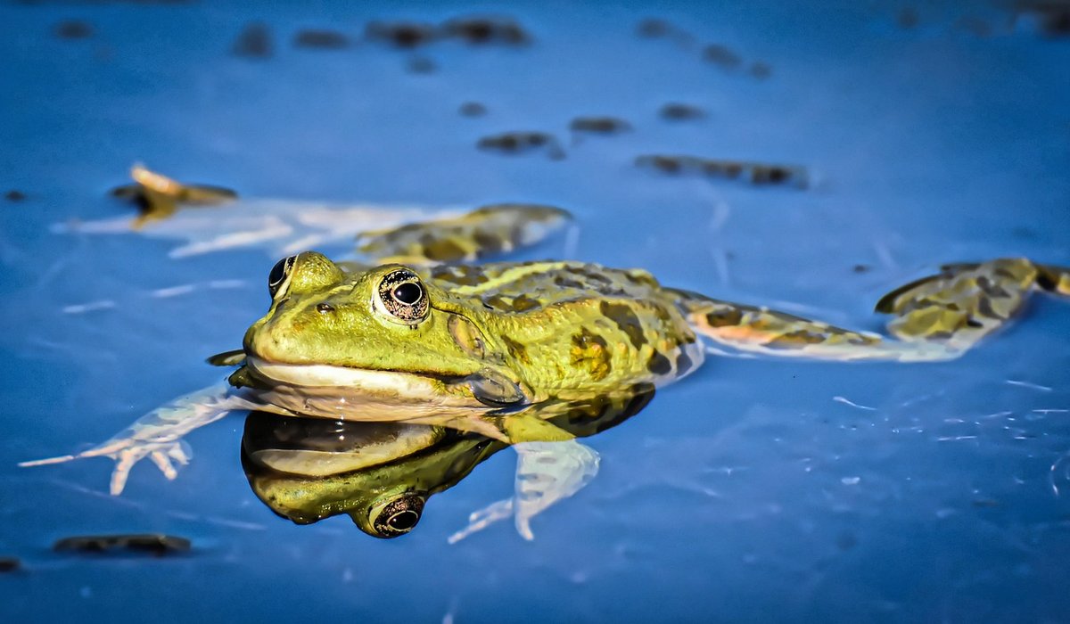 Choosing the Right Pond Liner for Your Garden