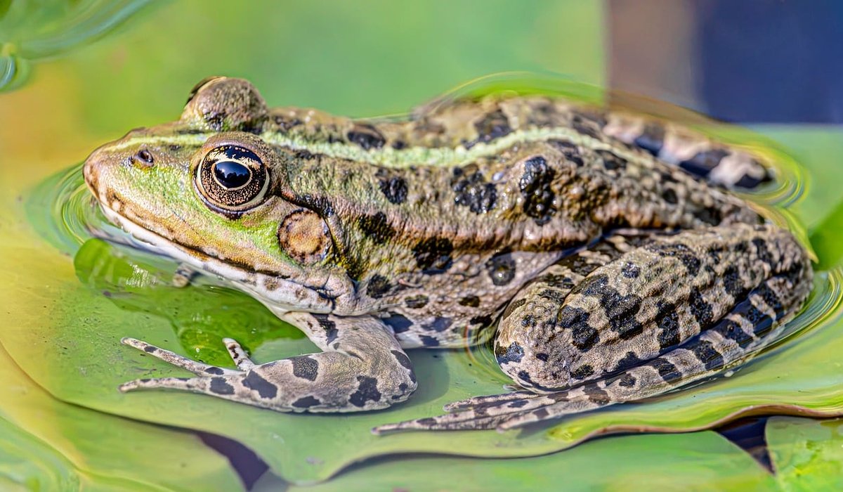 Encouraging Garden Birds with a Pond and Dense Shrubs
