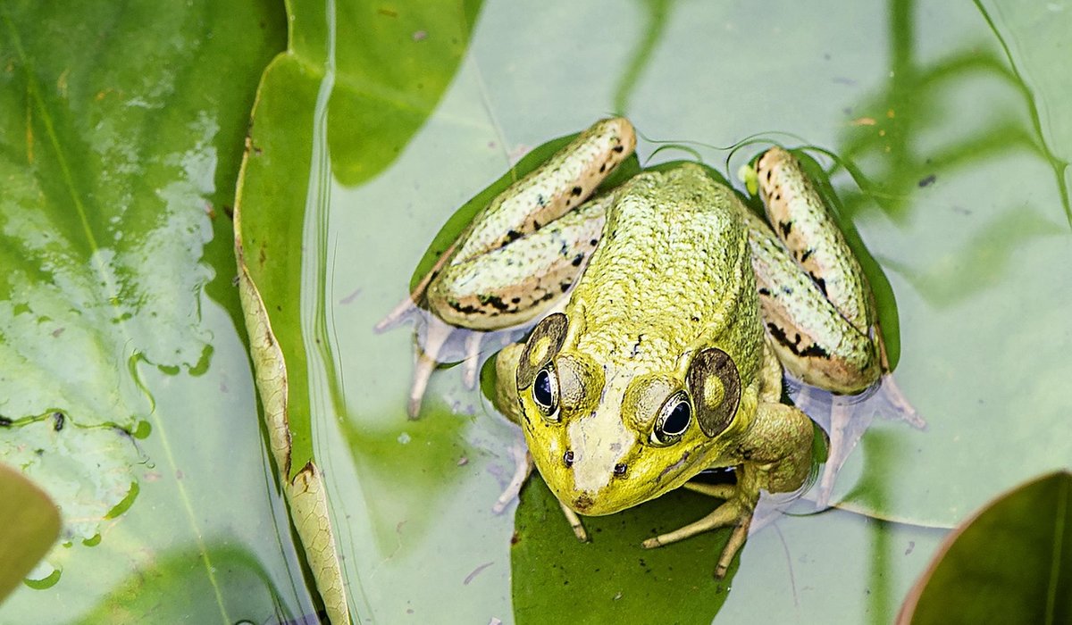 How to Create a Wildlife Pond in a Small Garden