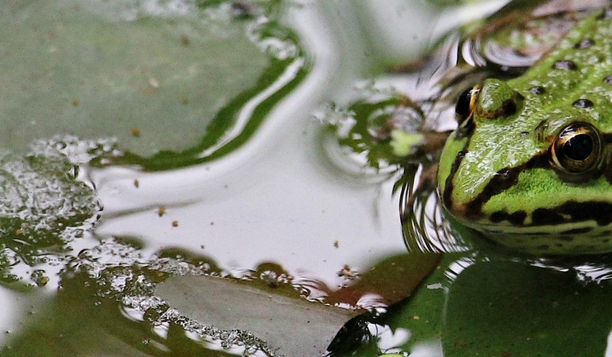 How to Spot Common British Pond Insects