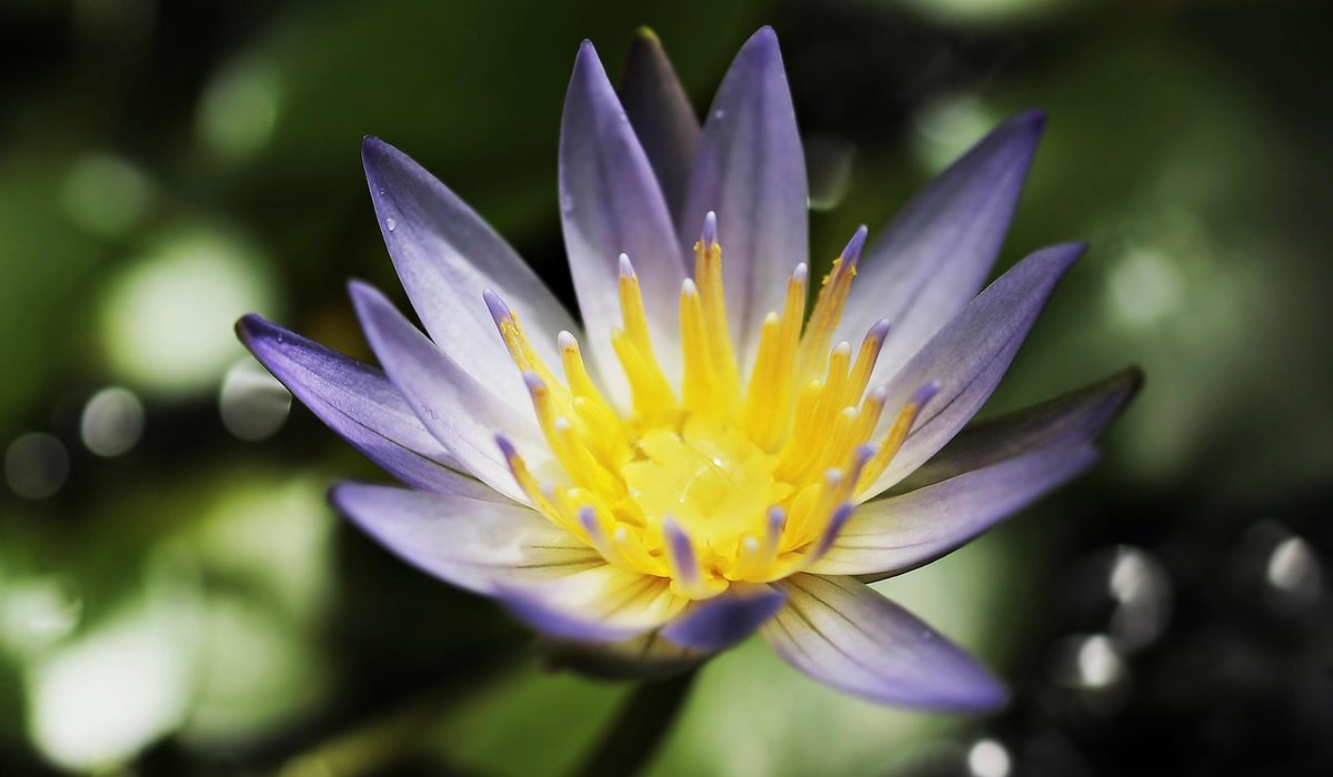 Safe Ways to Remove Blanket Weed from Ponds