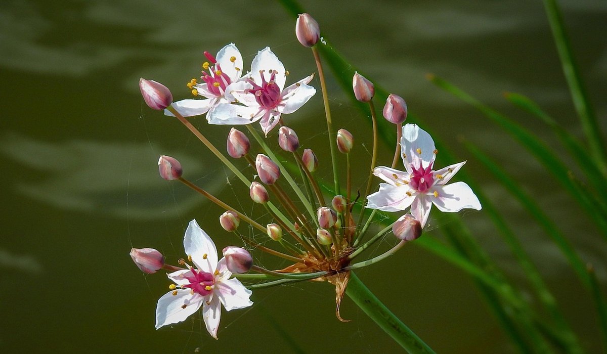 Summer Algae Control in Small Wildlife Ponds