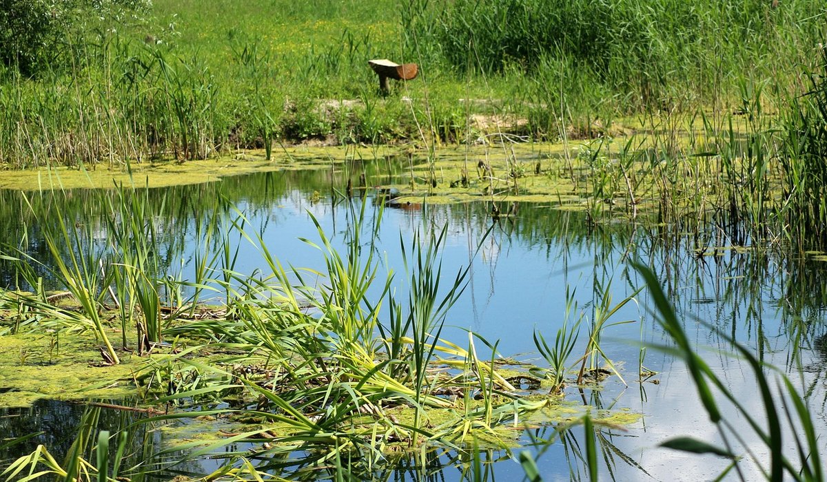 Using Rainwater to Top Up Your Garden Pond